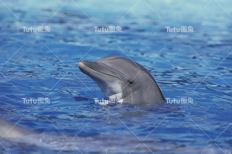 宽吻海豚，截断的tursiops，成年头部出水