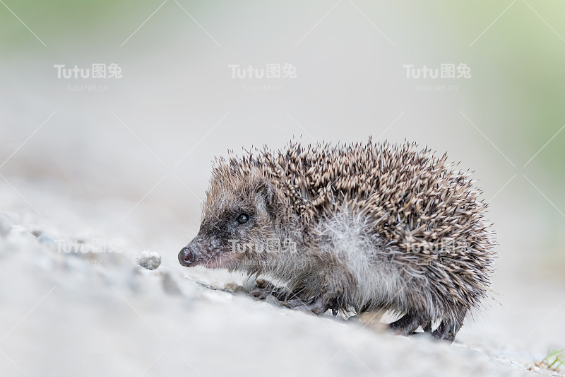 寻找食物的多刺刺猬(Erinaceus europaeus)