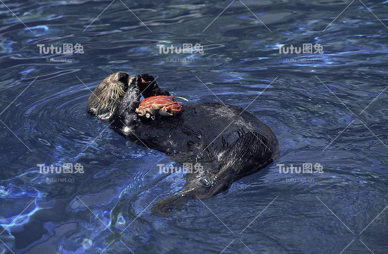 海獭，水獭，成年食蟹