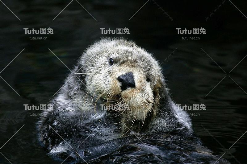 海獭，水獭，成年修饰，加利福尼亚