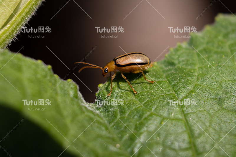 坐在叶子上的叶甲虫昆虫的宏