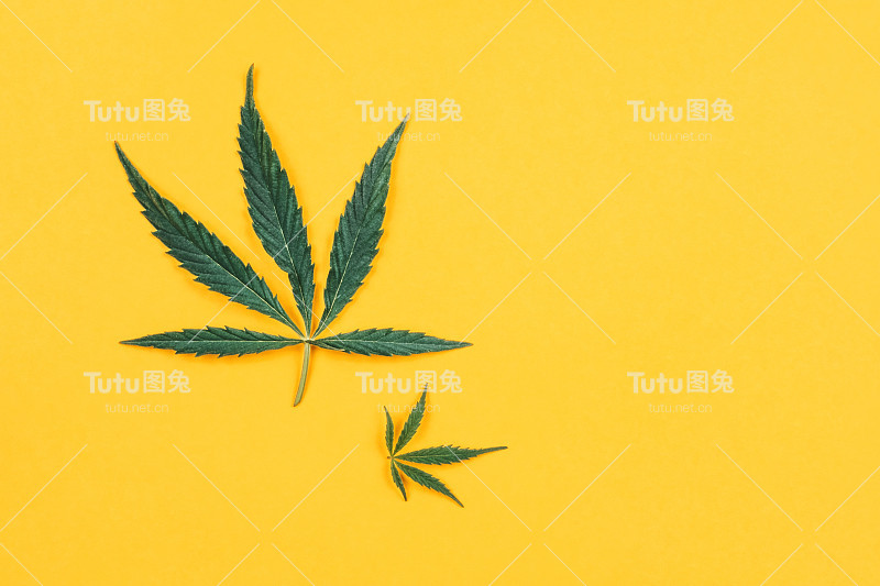 黄色背景上的大麻传单。为健康和美容推广植物的概念，一个文本的地方