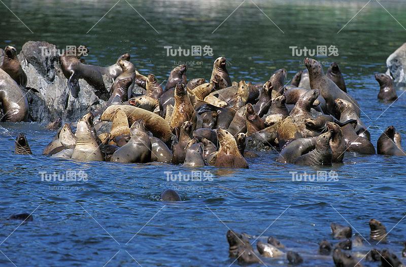 虎头海狮，jubata，殖民地站在岩石上，阿拉斯加