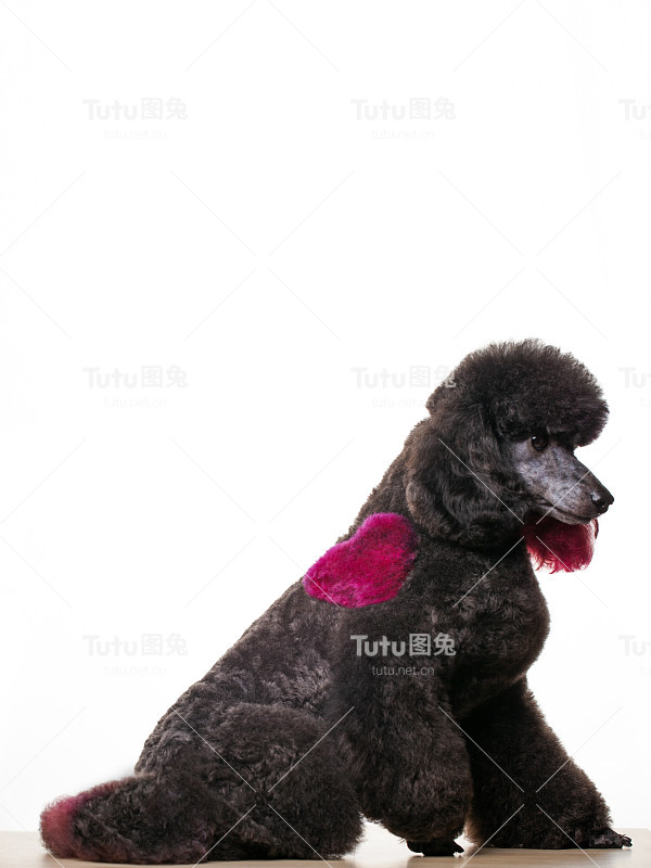 狗的白色背景图像