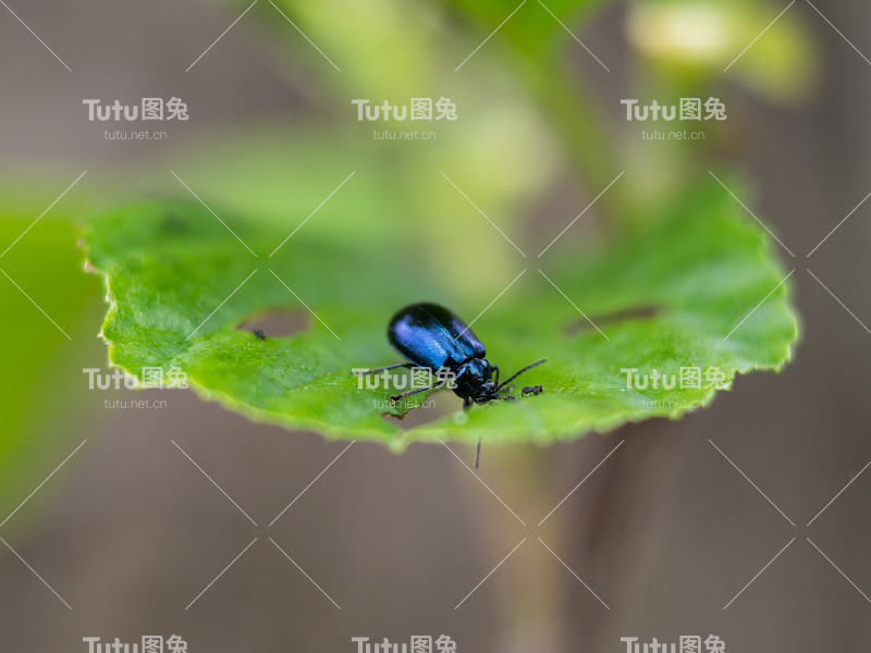 虫子在吃叶子