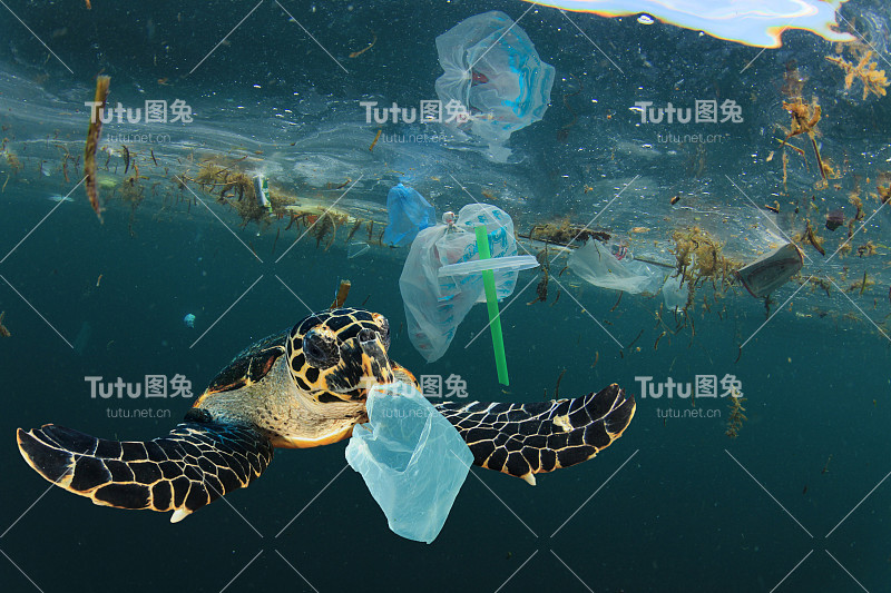 塑料污染和水下海龟
