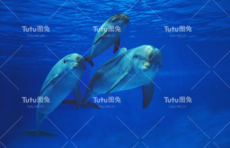 宽吻海豚，截断tursiops，母海豚和幼海豚