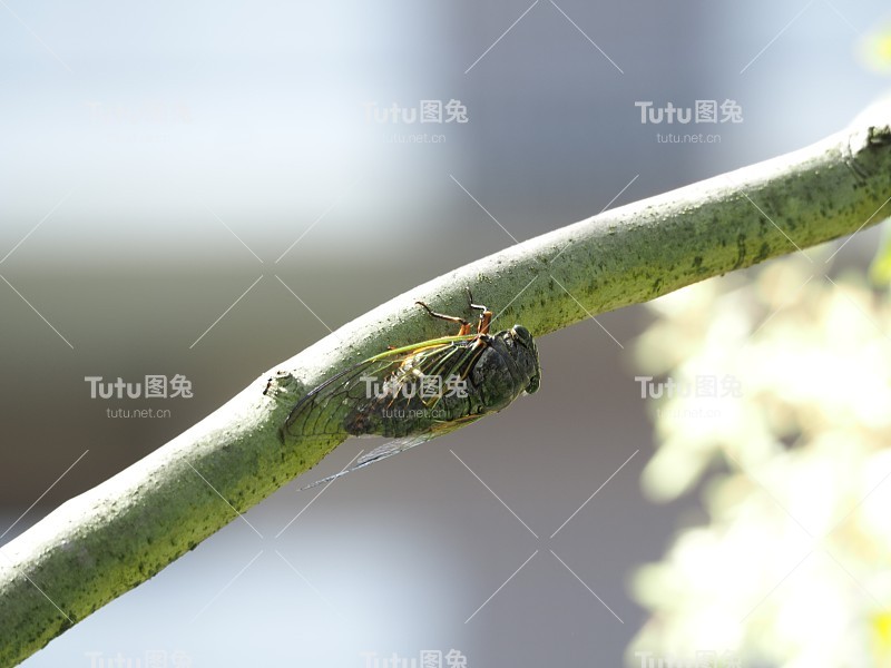 蝉