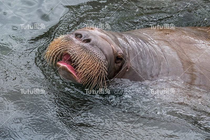 海象(Odobenus rosmarus)在水中游泳，头部近距离显示胡须/触须