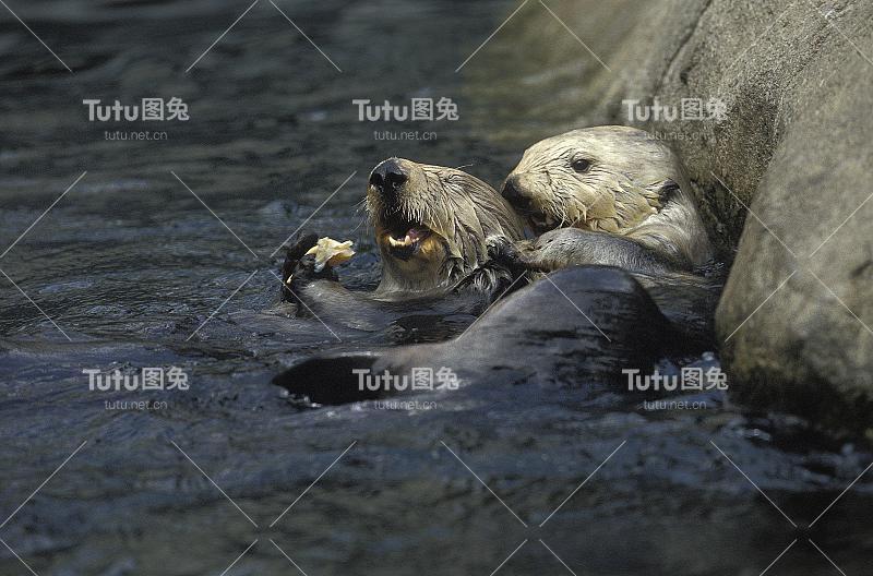 海獭，水獭，摄食