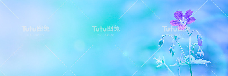 林地天竺葵(森林天竺葵)在模糊的蓝色背景。紫色森林花。明信片模板。