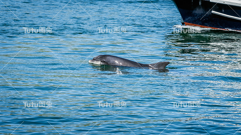 野生Fungie海豚的特写，Tursiops Truncatus，丁格尔，爱尔兰