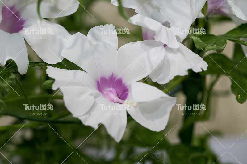 日本牵牛花，日本千叶县樱花市