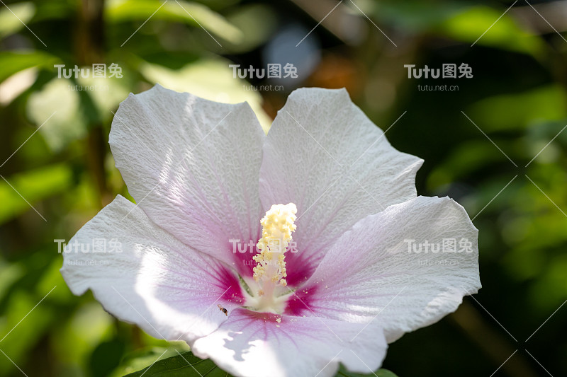 日本千叶县樱花市木槿花