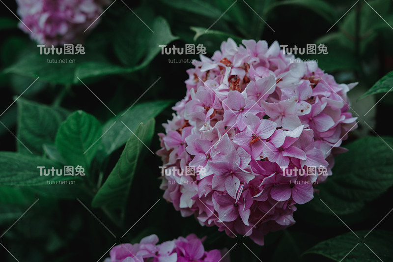 大的粉红色绣球花。