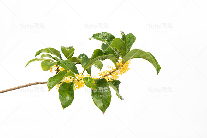白底上盛开的黄桂花