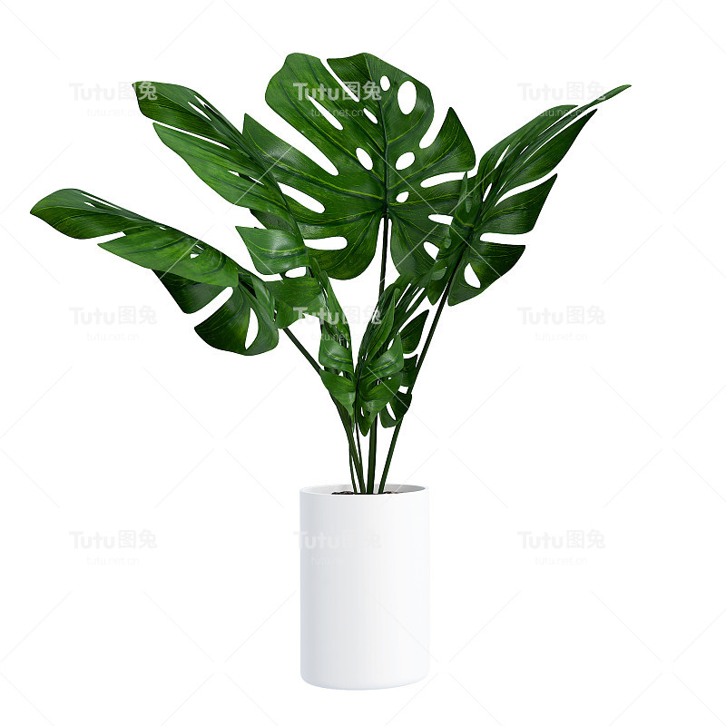 在白色背景上孤立的盆中的怪物，近距离的热带叶子或室内植物生长室内装饰的目的。