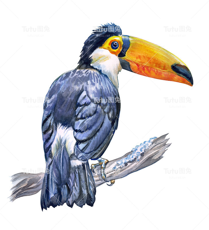 托科巨嘴鸟(兰法斯托托科)在树枝上，水彩画插图