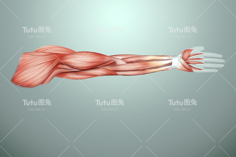 人体手臂肌肉的结构特写，肌肉系统的生物学。人类anotomy概念。3D插图，3D渲染。