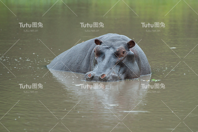 河马牛