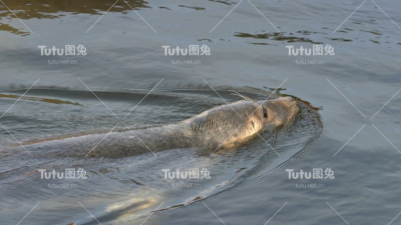 灰色海豹在波兰水上公园游泳池游泳