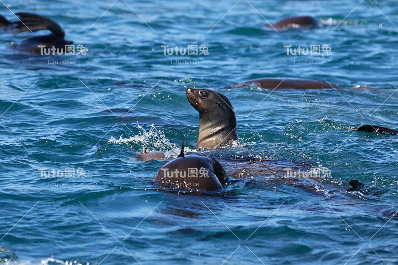 游泳披肩毛皮海豹在阿尔戈阿湾