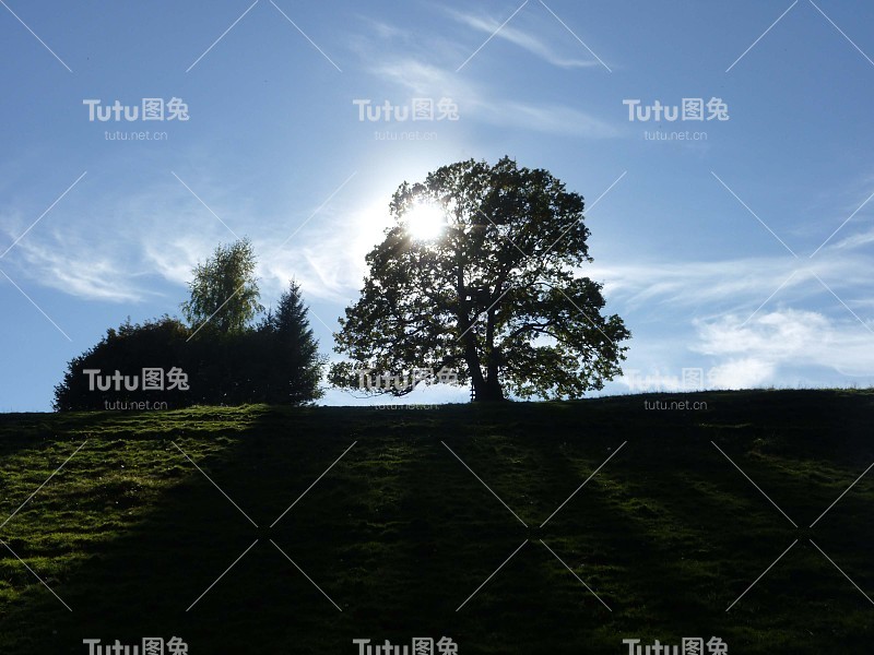 太阳在蓝天下的树后