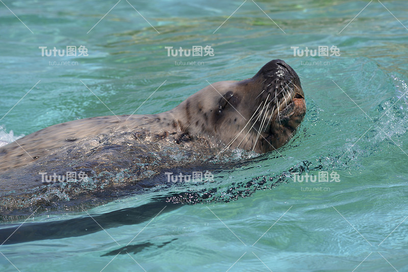 虎头海狮在游泳