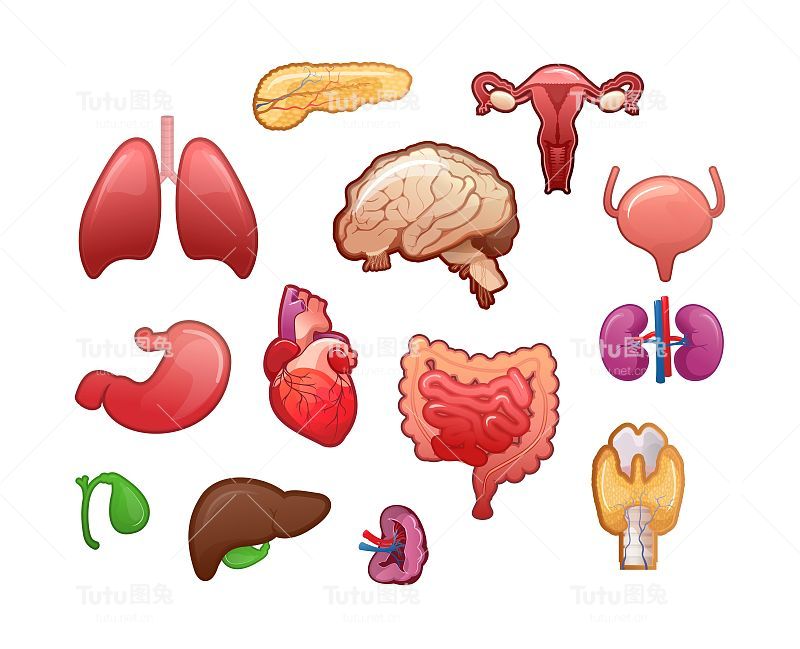 人体内部器官的图标