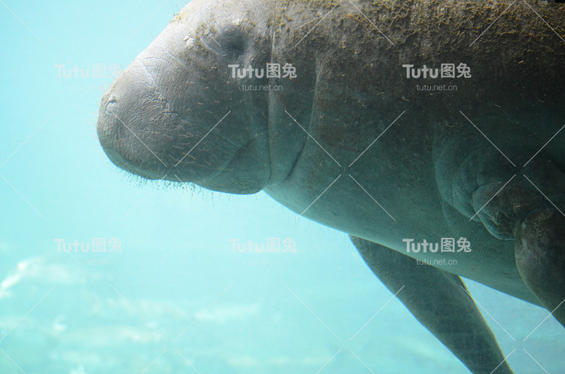 海牛在水下游泳