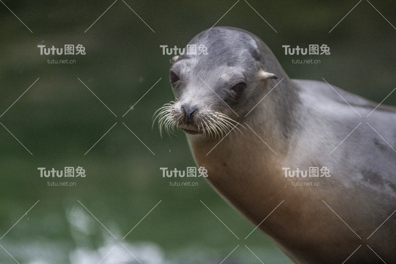 海豹在他的围栏里晒太阳