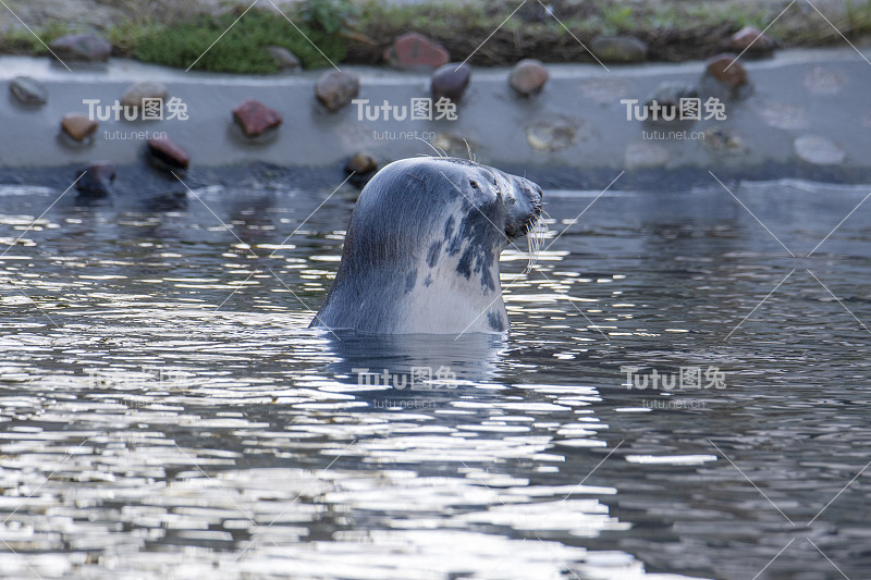 海中的灰海豹