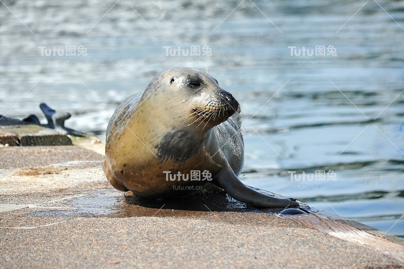 港海豹