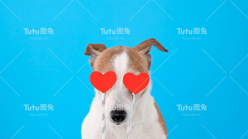 有爱心而不是眼睛的狗