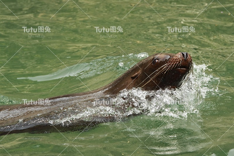 海狮在水里