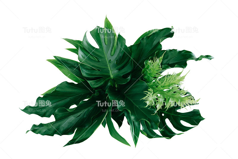 绿叶热带植物灌木(Monstera，棕榈树，橡胶植物，松树，燕窝蕨)花卉布置室内花园自然背景孤立在白色背景泰国，修剪小路。