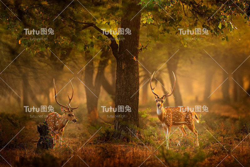 角鹿或赤鹿、中轴鹿、花鹿或中轴鹿在自然栖息地。威严而有力的成年动物大声吼叫。来自亚洲印度RAnthambore的Chital鹿。