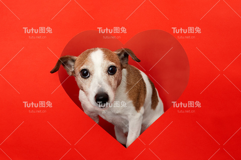 狗从心形的纸洞里往外看