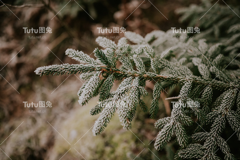 森林里的冷杉上覆盖着积雪，冬天静止不动