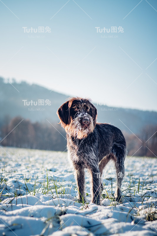 毛绒绒的波西米亚猎狗在雪景中展现出它的美丽。捷克猎犬，胡子上有雪。一个朋友的肖像，一只狗在蓝绿色和中等石板蓝色调