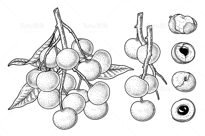 龙眼水果手绘元素植物插画