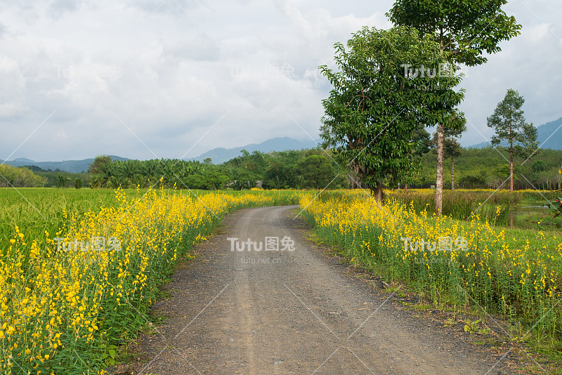 小路或人行道与金黄色的花田野景观与山景和清晰的蓝天为背景的农场