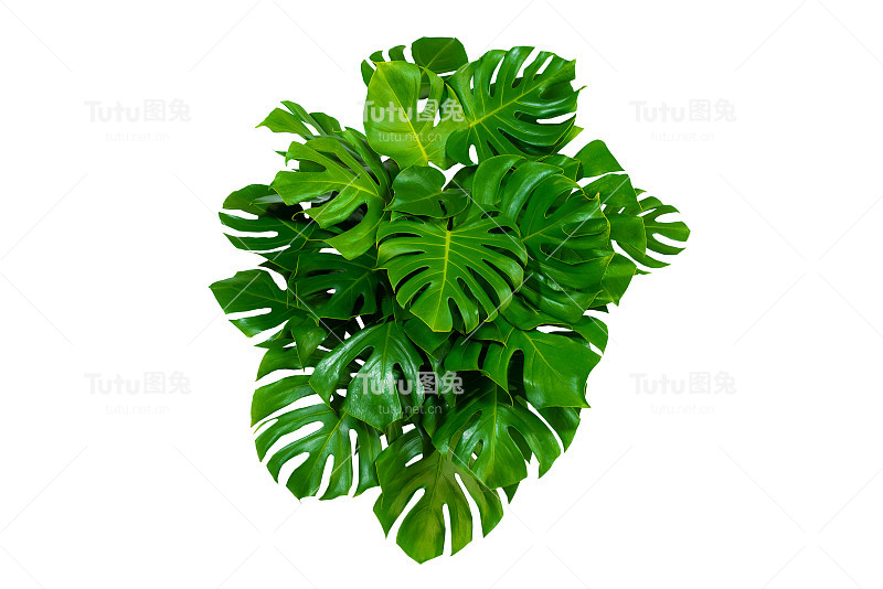 绿叶热带植物灌木(Monstera，棕榈树，橡胶植物，松树，燕窝蕨)花卉布置室内花园自然背景孤立在白色背景泰国，修剪小路