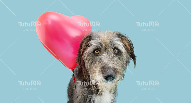 狗狗喜欢一个人用红色气球庆祝情人节。孤立在蓝色背景。