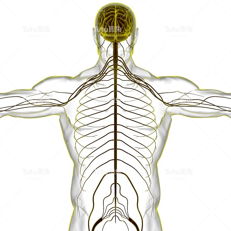 用于医学概念3D渲染的人脑解剖