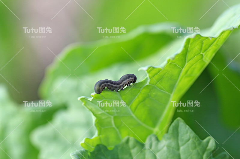 芜菁锯蝇(Athalia colibri or rosae)的幼虫是一种以卷心菜科植物为食的幼虫