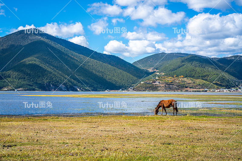 在云南香格里拉阳光明媚的日子里，马在纳帕海湖的草原和湿地上饮水