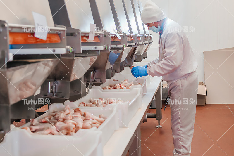 鸡柳生产线。用肉类生产食品的工厂。现代化食品工厂的自动化生产线。饺子生产。肉类加工厂。