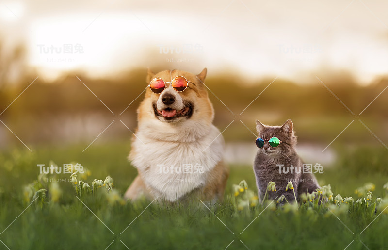 一对柯基犬和条纹猫戴着太阳镜坐在夏日阳光明媚的草地上