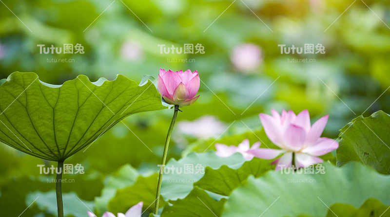 绿叶中有粉红色的荷花